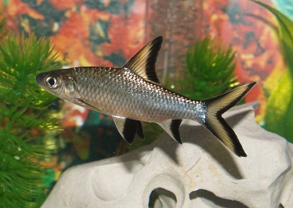 BALA SHARK