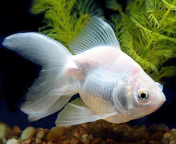 ALBINO GOLDFISH