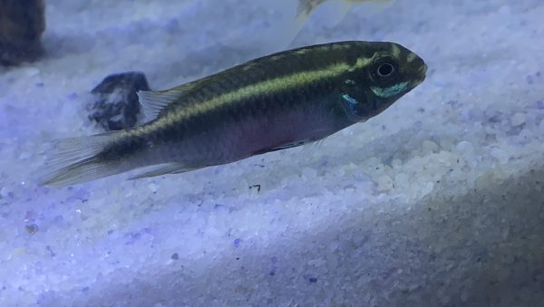 KRIBENSIS