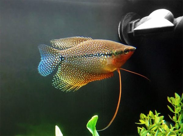 PEARL GOURAMI