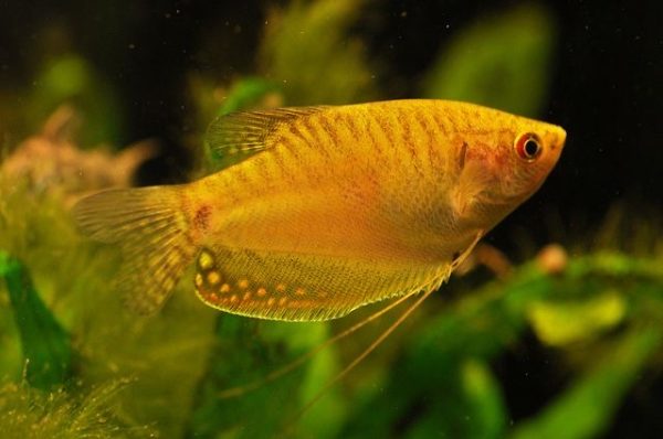GOLD GOURAMI