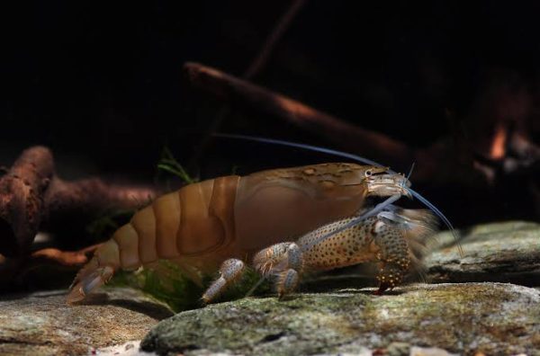 VAMPIRE SHRIMP