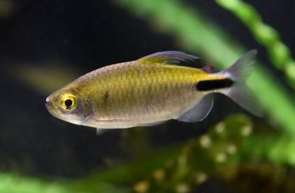 LONG FIN TETRA