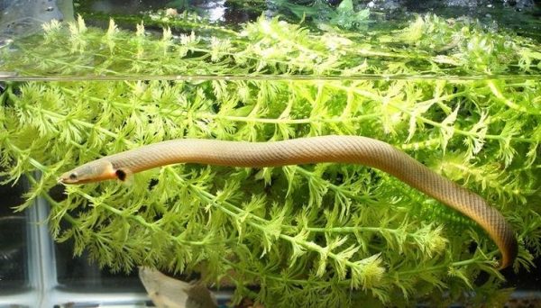 ROPE FISH