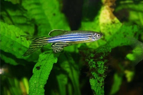 ZEBRA DANIO
