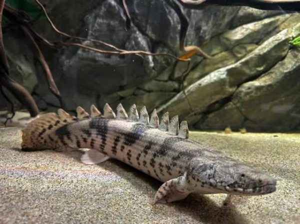 POLYPTERUS