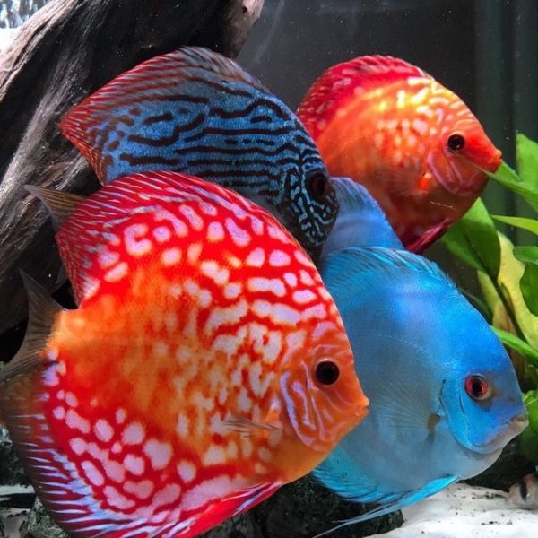 DISCUS FISH