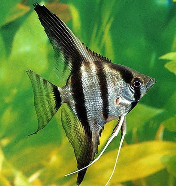 ANGEL FISH