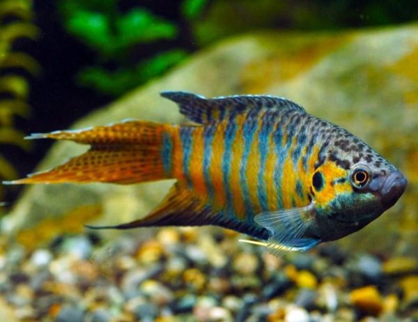 PARADISE FISH