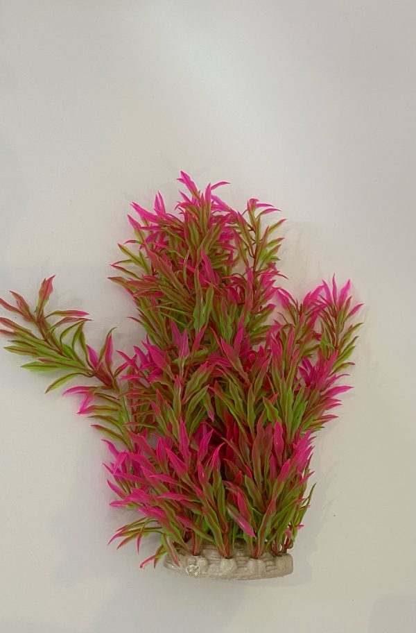 AQUARIUM PLANT