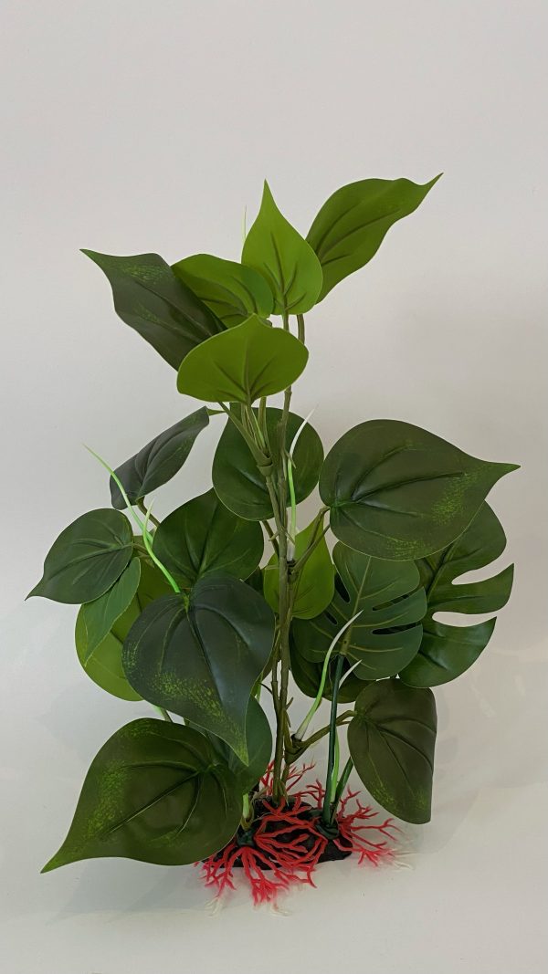 AQUARIUM PLANT