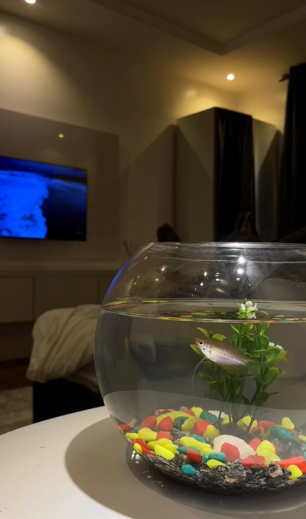PEARL GOURAMI FISH BOWL PACKAGE